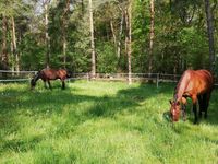 Einstellplatz für Pferd/Pony oder Rentner in ruhiger Lage Lingen (Ems) - Bramsche Vorschau