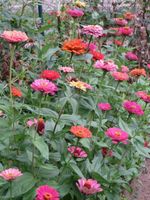 ☀️ Zinnien, Saat für bunte Mischung ☀️ Niedersachsen - Lehre Vorschau