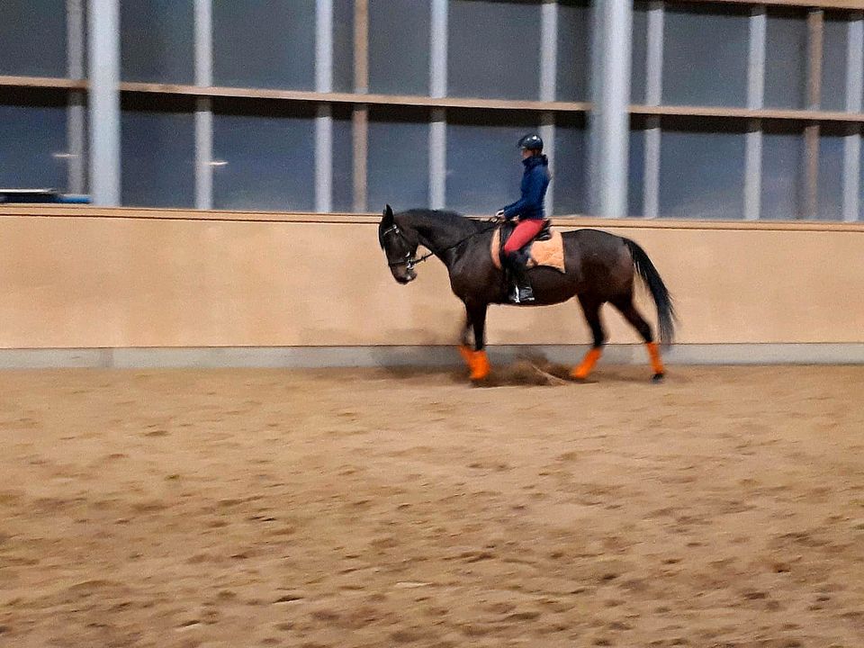 Wieder freie Kapazitäten - Mobiler Reitunterricht und Betritt in Rostock