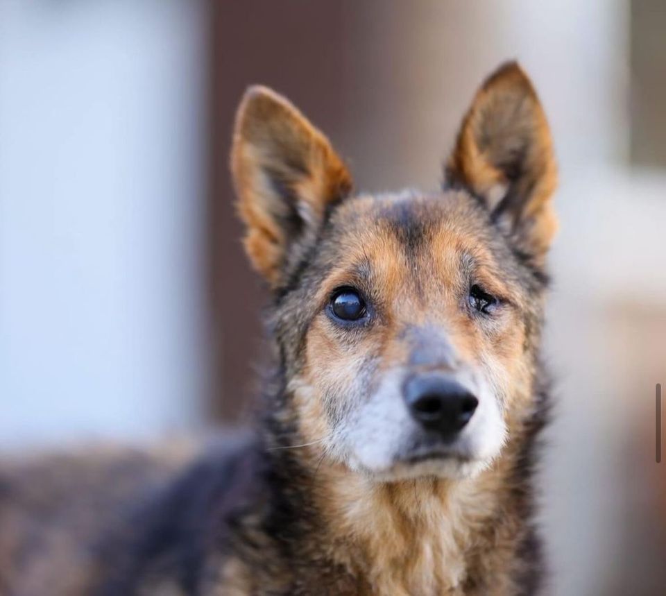 Kleiner Hundeopi LUKAS ❤️ aus dem Tierschutz sucht seine Familie in Möckern