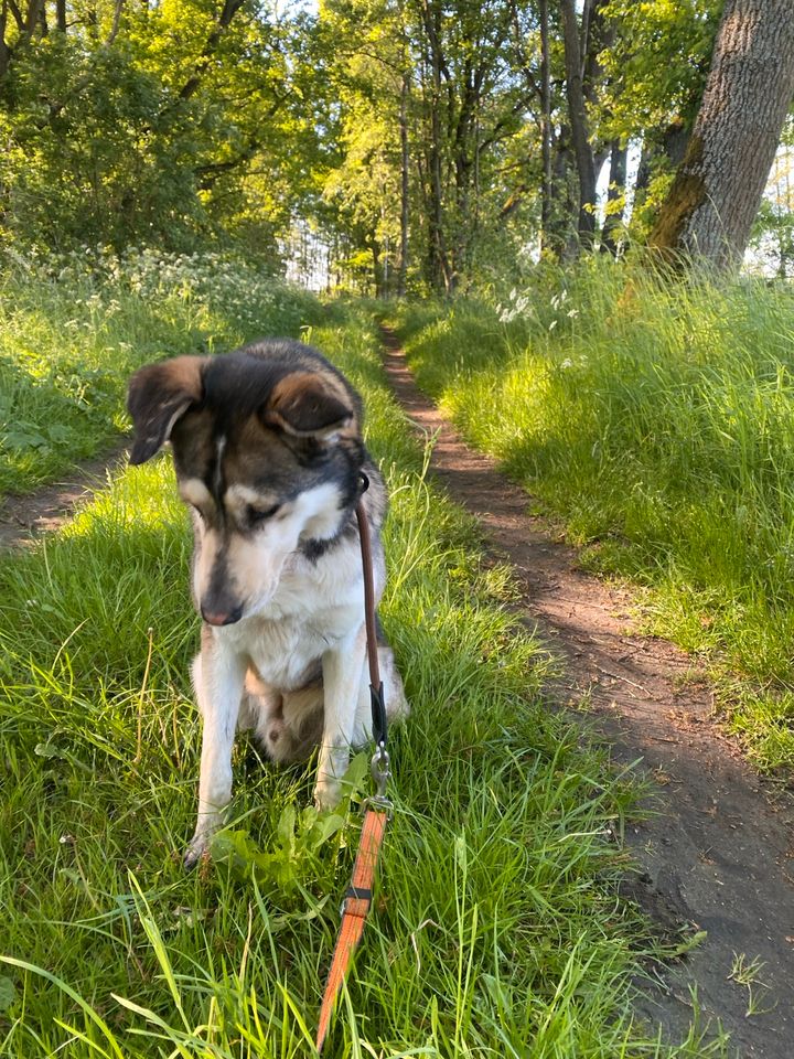 Labrador Husky Mix Mischling Hund in Kremmen