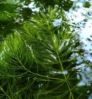 "Hornkraut" Raues Hornblatt, Teich, Aquarium gegen Algen Niedersachsen - Badbergen Vorschau