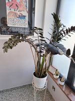 Eine große Glücksfeder Pflanze Hessen - Bruchköbel Vorschau