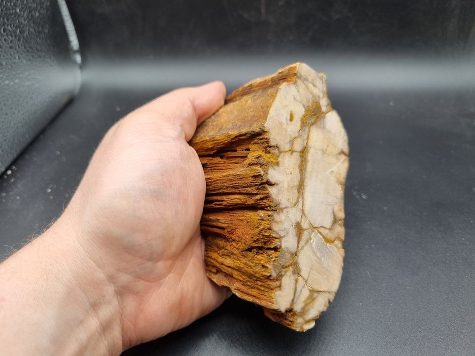 versteinertes Holz Rohstein anpoliert Mineralien Sammlung #9 in Villingendorf