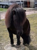 Pflegebeteiligung - Pony sucht Mensch Köln - Worringen Vorschau