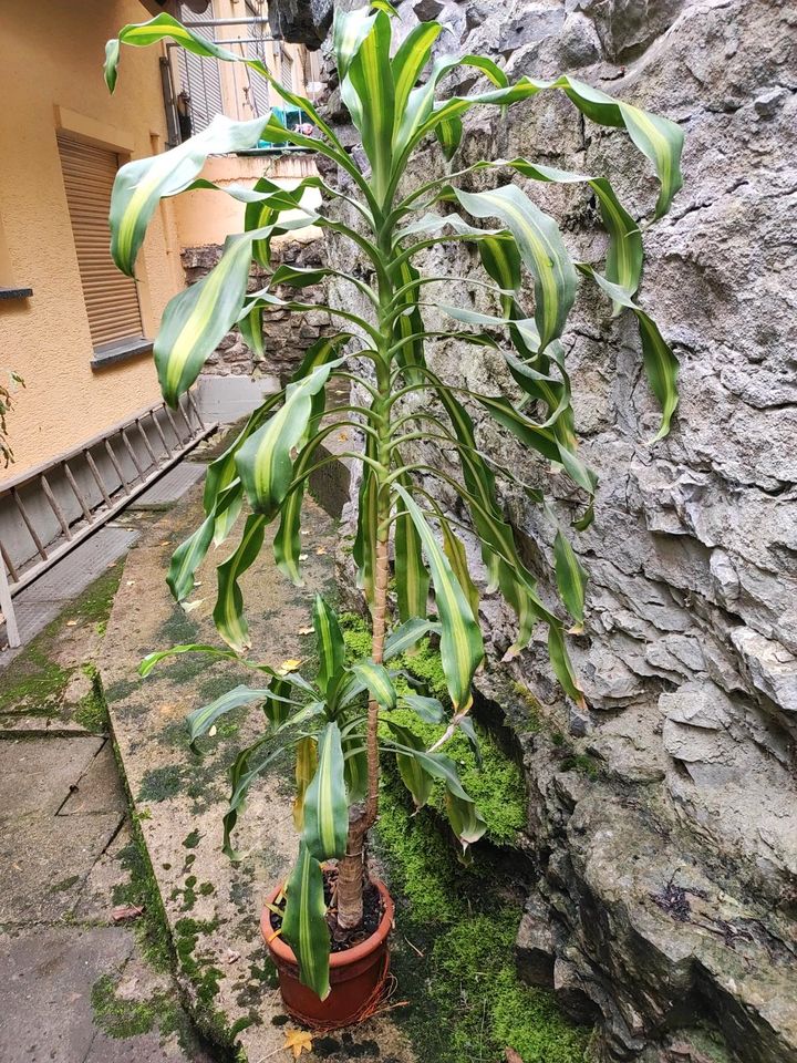 Grosse Yucca Palme ca. 165cm in Sulz