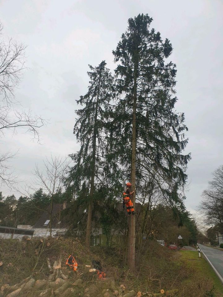 Wir klettern ihre Bäume, Kletterarbeiten, Baumpflege in Nieheim