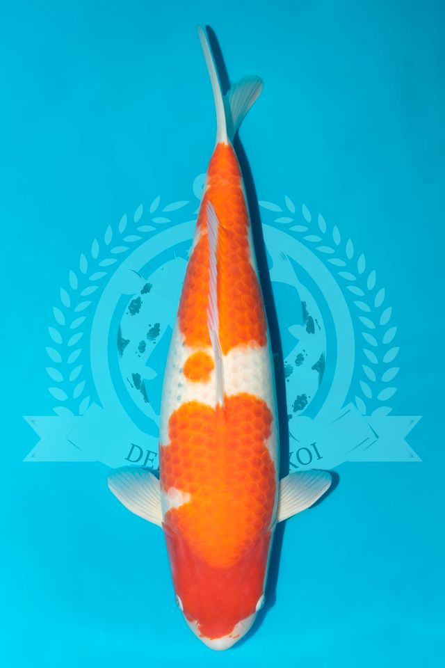 Original Japan Koi Kohaku von 20 - 80 cm in Parkstein