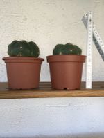 2x Gymnocalycium horstii Bayern - Aham Vorschau