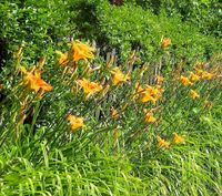 Taglilie orange hohe Blüte winterharte Pflanzen Leinatal - Schönau v d Walde Vorschau