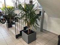 Riesen-Palmlilie Yucca Palme XXL Pflanze Niedersachsen - Hilter am Teutoburger Wald Vorschau