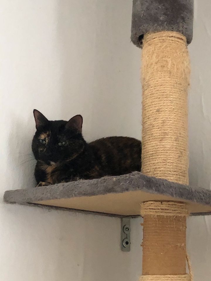 Katze Matilda vermisst in NordrheinWestfalen Gelsenkirchen Katzen