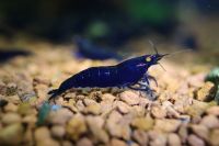 Royal Blue Tiger Orange Eyes DNZ Caridina Garnele Baden-Württemberg - Dürnau Vorschau