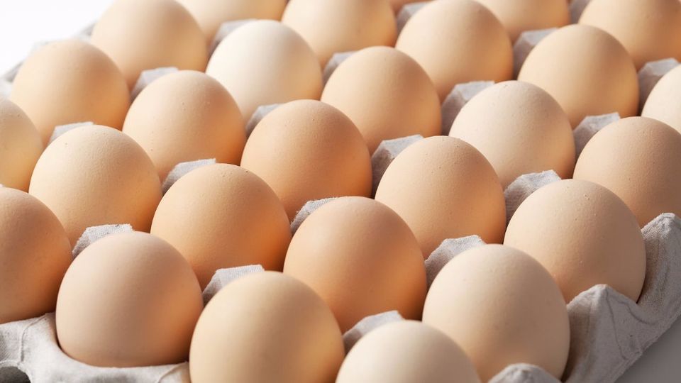 Sussex Bruteier Sehr tolle Hühner Eier zum ausbrüten in Reinheim
