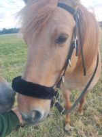 Wanderreittrense Pony Niedersachsen - Garbsen Vorschau
