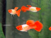 Koi Red Cap  Guppy 3-3,5cm  Männchen u. Weibchen Baden-Württemberg - Rangendingen Vorschau