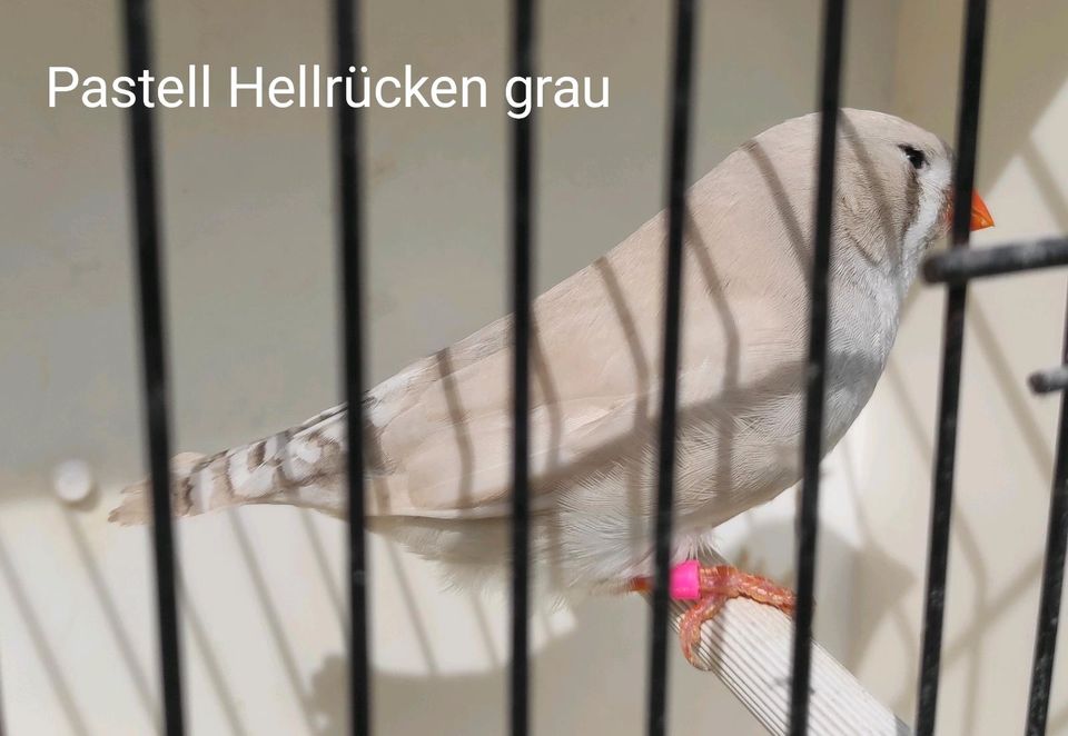 Zebrafinken mutation in Hesedorf 