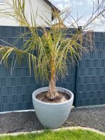 Parajubaea torallyi var. microcarpa (Bolivianische Kokospalme) Bayern - Ebermannsdorf Vorschau