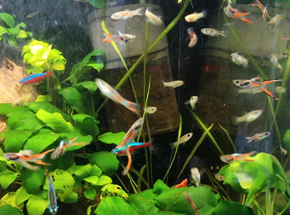 Endler Guppy Flametail Weibchen oder auch paarweise in Nidda