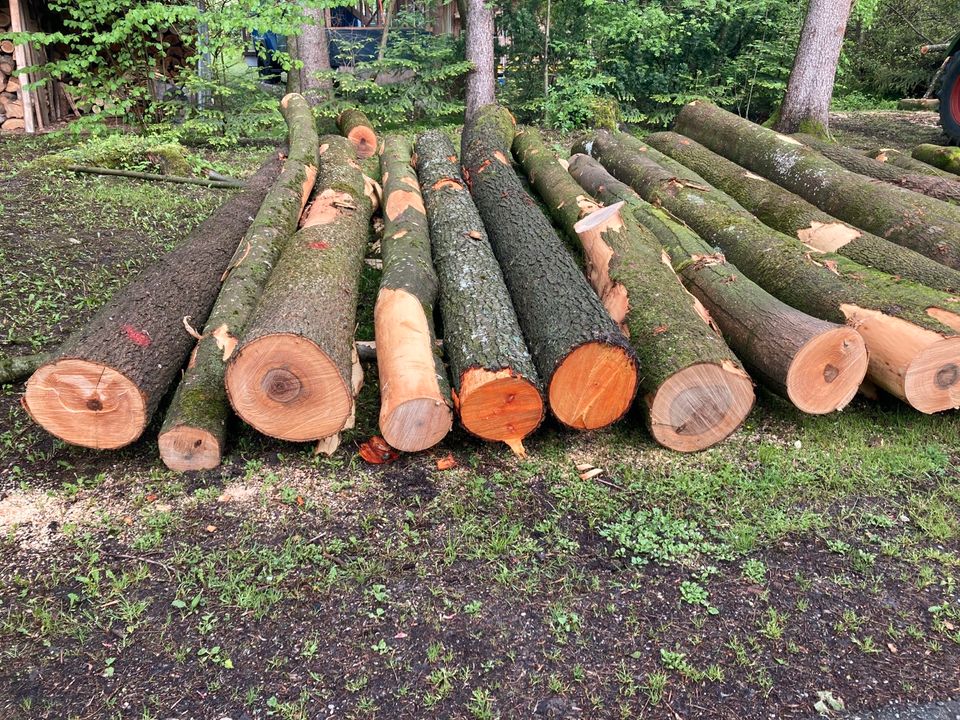 Esche Rundholz Holz, kein Brennholz in Bad Feilnbach