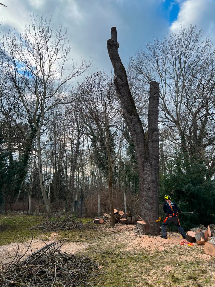 Baumfällung, Baumpflege, Gartenarbeiten, Bagger u. Abrissarbeiten in Naumburg (Saale)