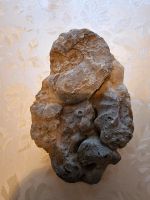 Versteinerte Fosil Thüringen - Herbsleben Vorschau