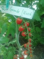 Tomaten, Tomatenpflanzen Ausverkauf,  - ,50 Euro Bayern - Königsbrunn Vorschau