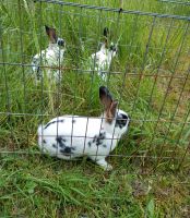 Junge Kaninchen, Häsin Sachsen - Heidenau Vorschau