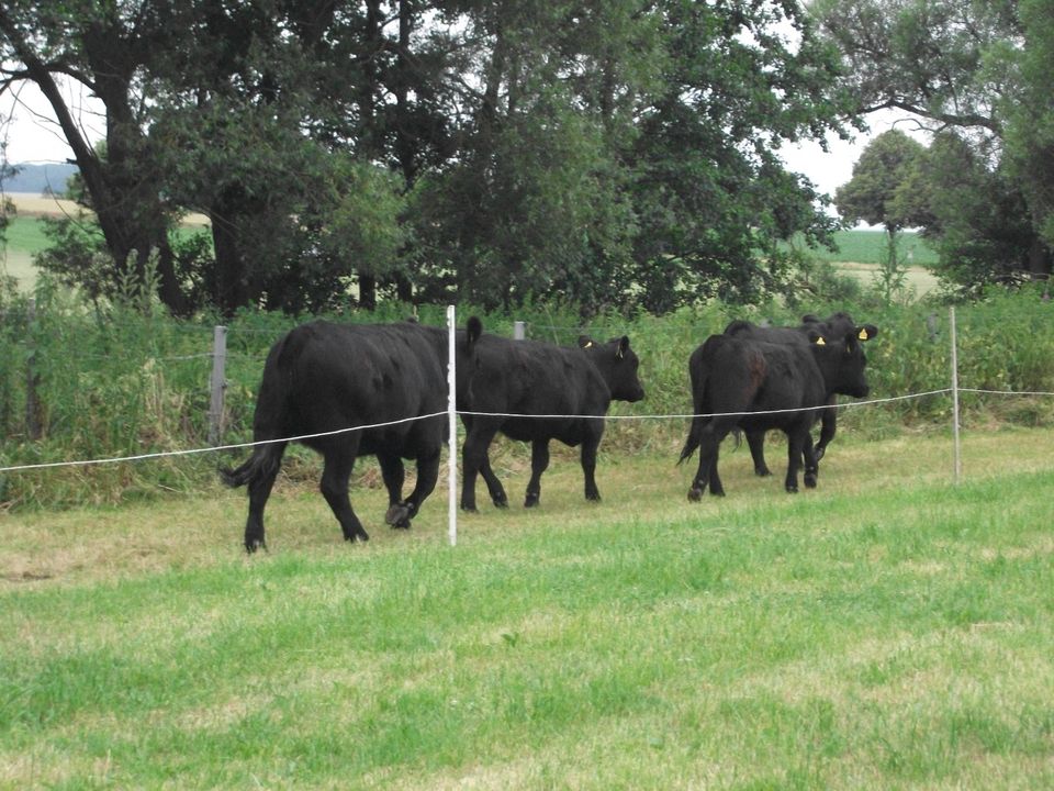 Welsh Black Herdbuch unsere Philosophie MIT LIEBE GEZÜCHTET in Bockenem