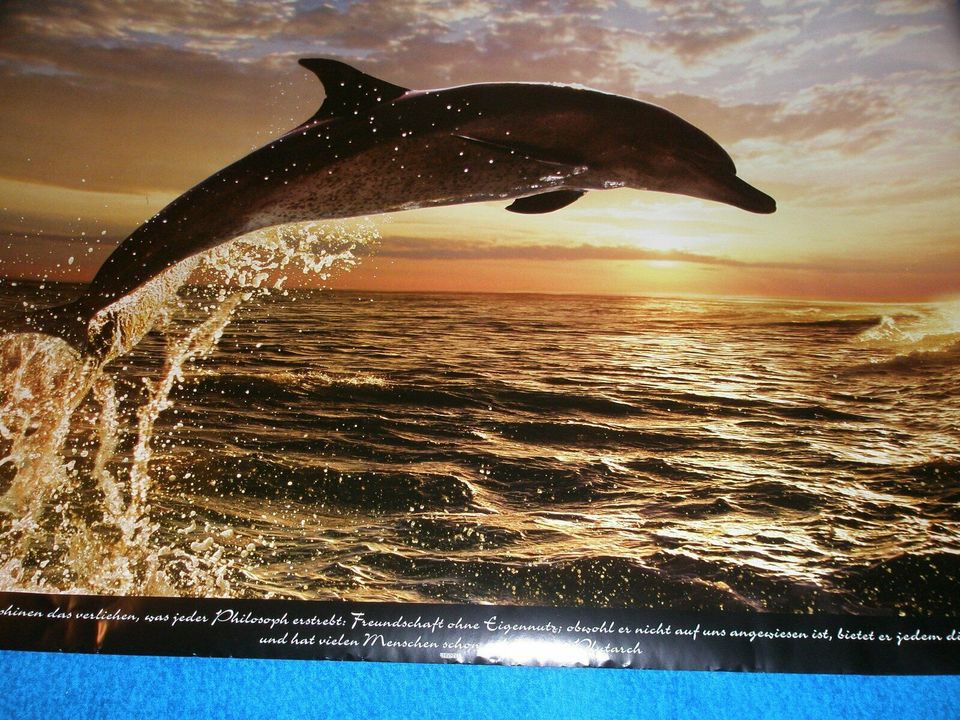 jetzt | Delfin Poster, Delphin Poster, in NEU Hessen Poster, Kleinanzeigen Kleinanzeigen eBay - Offenbach ist