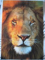 Lion - Löwe - Postkarte - RASTAFARI - Groß - Neu Hessen - Volkmarsen Vorschau