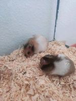 Goldhamster Hamster Teddyhamster Nordrhein-Westfalen - Herford Vorschau