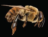 Bienenvolk kaufen Zander, DN, Dadant US, Dadant Blatt, Langstroth Hessen - Schöneck Vorschau