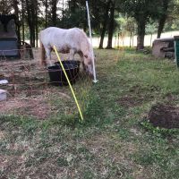 Shetland-Pony Saarland - Eppelborn Vorschau