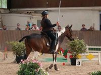 Working Equitation Reiter gesucht Baden-Württemberg - Neulingen Vorschau