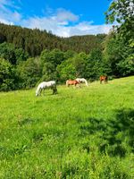 Offenstall für Pferde Baden-Württemberg - Elzach Vorschau