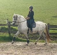 PRE Wallach, 7j, 167cm, Working Equitation Hessen - Löhnberg Vorschau