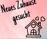 ‼️ 5 ZIMMERWOHNUNG GESUCHT ‼️ Hessen - Kassel Vorschau