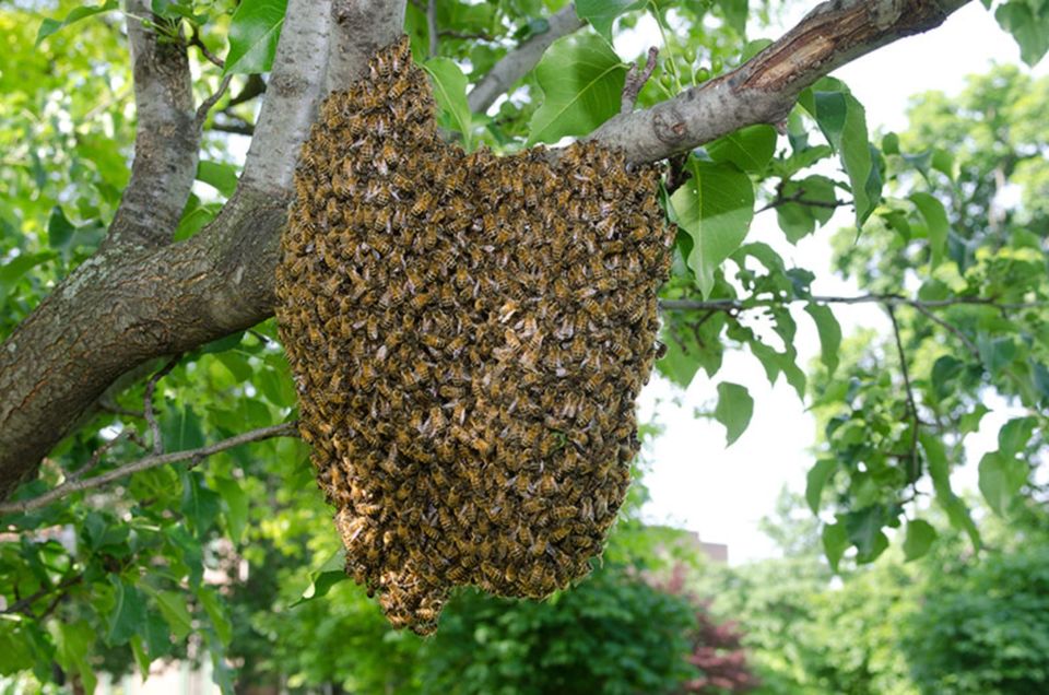 Suche Bienen Bienenschwarm Imker Schwarm in Welzow