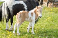 Ferienwohnung Ponyreiten Kinder FeWo Reiten Ponys Urlaub Bayern - Geroda Vorschau