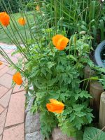 Mohn Samen in Orange Niedersachsen - Varrel Vorschau