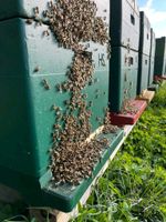 Bienenvölker Carnica auf 1,5 DNM Schleswig-Holstein - Bosau Vorschau