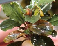 Bucephalandra Brownie Jade Nordrhein-Westfalen - Moers Vorschau