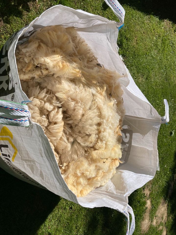 Ca. 15 kg Schafwolle weiß von unseren Texelschafen in Bad Oeynhausen