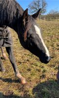 Kostenloser Platz für Pony als Beisteller Baden-Württemberg - Beilstein Vorschau