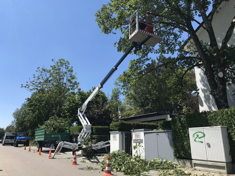 Baum Fällen Baumfällung mit Bühne oder Seilklettertechnik in München