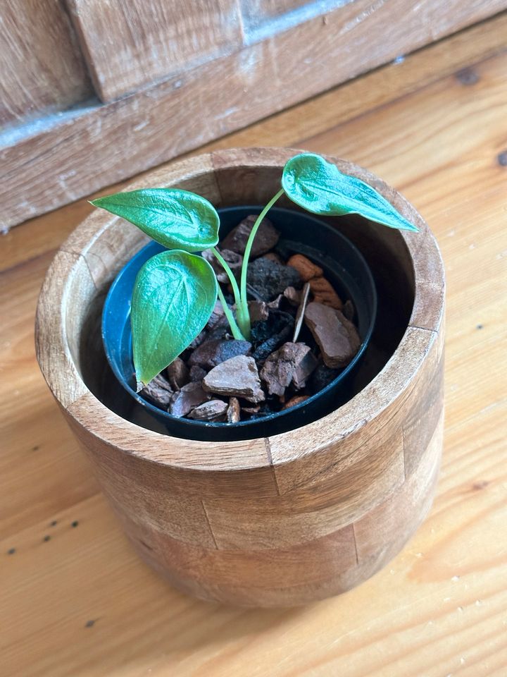 Alocasia Cucullata Aroid in Dresden