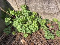 Akelei Pflanze lila Pflänzchen Bauerngarten Bayern - Kaufbeuren Vorschau