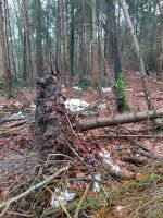 Sturmwurf,Schneebruch,Durchforstung, Bestandspflege Kr. München - Haar Vorschau