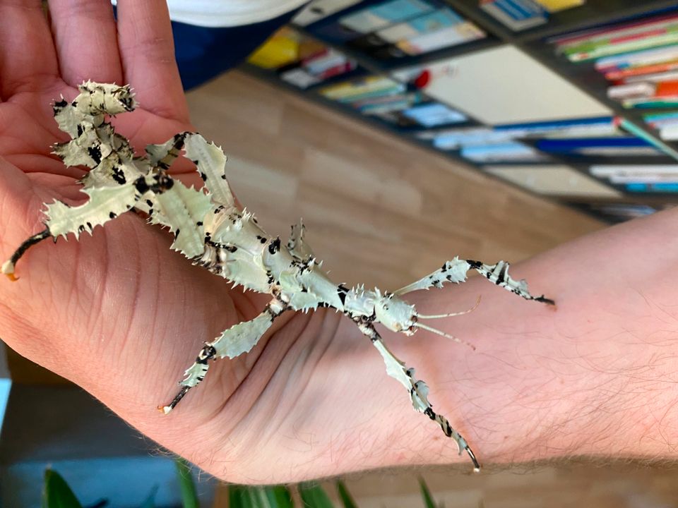 20 Eier Extatosoma tiaratum Lichen/Australische Gespenstschrecken in Dortmund